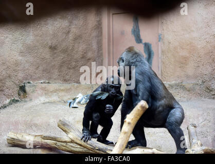 Prague, République tchèque. 18Th Oct, 2015. Gorille de plaine de l'Ouest jeune mâle Nuru, gauche, célèbre son troisième anniversaire, le zoo de Prague, dimanche, 20 décembre 2015. Photo : CTK/Vondrous Romain Photo/Alamy Live News Banque D'Images