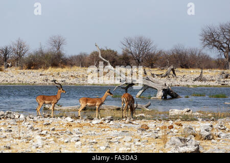 Entendu d'Impala sur les antilopes dans point d'Etosha National Park, Namibie Banque D'Images