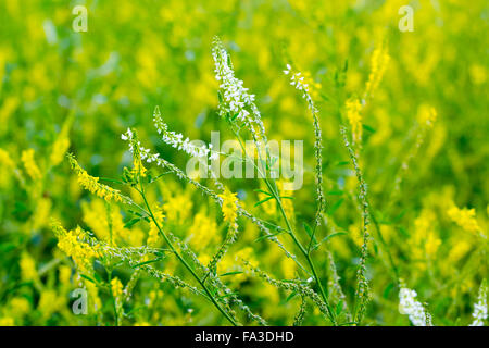 Haut de fourrés et jaune fleurs blanches sur un fond de fleurs jaune trouble. Petite profondeur de champ Banque D'Images