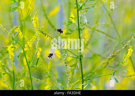 Les bourdons recueillir le nectar sur les fleurs jaunes sur un fond de fleurs jaune trouble. Petite profondeur de champ Banque D'Images