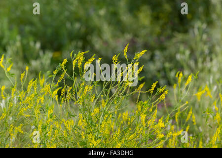 Haut de fourrés fleurs jaunes sur un fond de forêt verte Banque D'Images