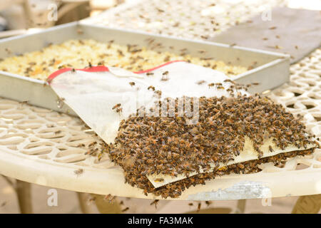 Les abeilles du miel l'assainissement de l'abeille sac qui se trouve à l'intérieur de l'extracteur du miel Banque D'Images