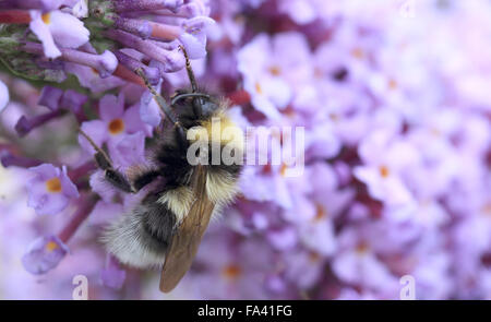 Les bourdons (Bombus hortorum jardin) se nourrissant de Buddliea, Norfolk, Angleterre, Royaume-Uni. Banque D'Images