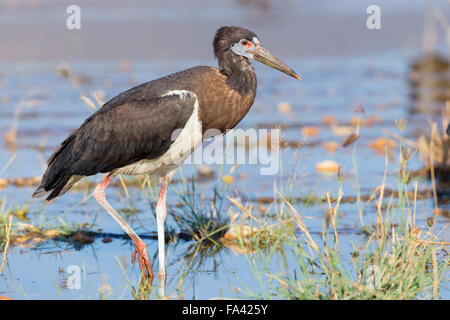 D'Abdim Cigogne, debout dans une piscine, Salalah, Oman, Dhofar Banque D'Images