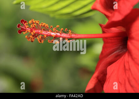 Gros plan sur les étamines et les stigmates d'une grande fleur d'Hibiscus rouge. Banque D'Images