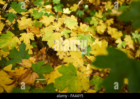 Domaine l'érable (Acer campestre) en tournant les feuilles d'automne. Banque D'Images