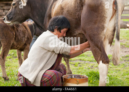 Traire une vache à la main. Dans une ferme de la vallée de Phobjikha au Bhoutan Banque D'Images