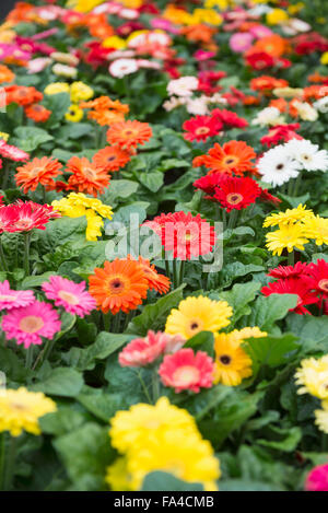 Fleurs Daisy en vente en jardinerie, Augsbourg, Bavière, Allemagne Banque D'Images