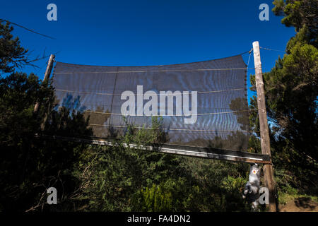 Un dispositif de compensation utilisés pour capturer l'eau des nuages sur les collines près d'Erjos, Tenerife, Canaries, Espagne. Banque D'Images