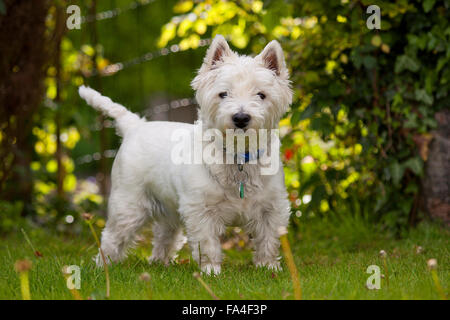 Jake le West Highland White Terrier Banque D'Images