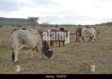 Groupe de six bovins Boran marche loin à l'Soysambu Conservancy au Kenya Banque D'Images