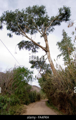 Un chemin de terre poussiéreux, sec avec des arbres et des roseaux en Luribay, Bolivie, Amérique du Sud Banque D'Images