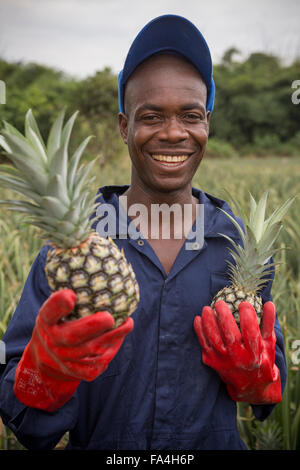 L'agriculture commerciale Fotobi ananas dans village, au Ghana. Banque D'Images