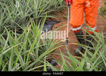 Un agriculteur d'ananas dans Fotobi pesticides sprays village, au Ghana. Banque D'Images