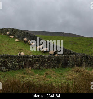 Les moutons à l'abri des intempéries derrière un mur de pierre dans la région de Bradford, Yorkshire, Angleterre, Royaume-Uni Banque D'Images