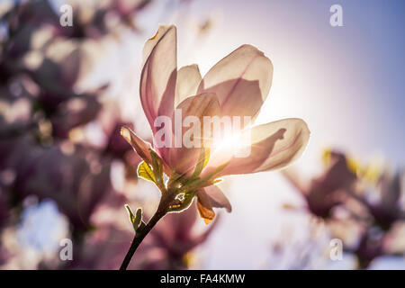 Magnolia fleurs close up sur un flou de l'herbe verte et les feuilles fond rétroéclairé au coucher du soleil Banque D'Images
