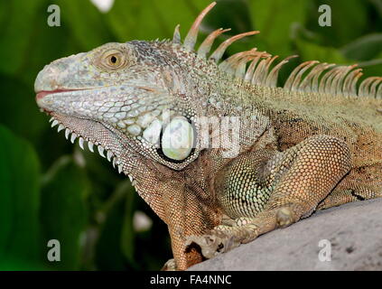 L'Amérique du Sud et centrale iguane vert (Iguana iguana), gros plan de la tête Banque D'Images