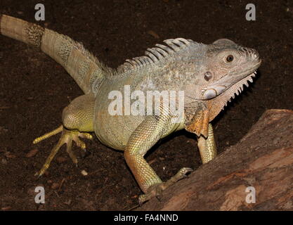 L'Amérique du Sud et centrale iguane vert (Iguana iguana) Banque D'Images