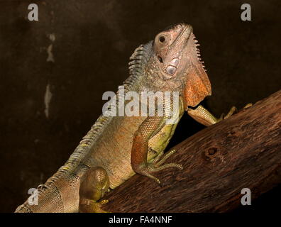 L'Amérique du Sud et centrale iguane vert (Iguana iguana), la tête relevée, fanon visible Banque D'Images