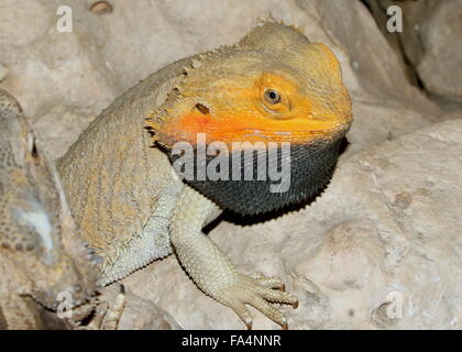 Close-up d'un dragon barbu Central (Pogona vitticeps), jaune et noir variété barbu Banque D'Images