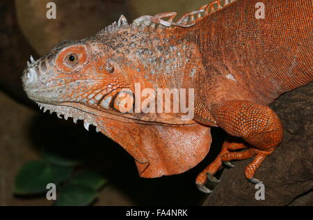 L'Amérique centrale ou du Mexique mâle iguane vert (Iguana iguana), variété de couleur orange. Fanon clairement visibles Banque D'Images