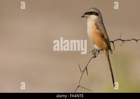 Pie-grièche à longue queue ou bruant-grièche écorcheur (Lanius schach) Banque D'Images