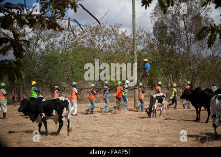 Chaîne de travailleurs nouveaux câbles d'alimentation dans un village rural près de Dodoma, Tanzanie, Afrique de l'Est. Banque D'Images