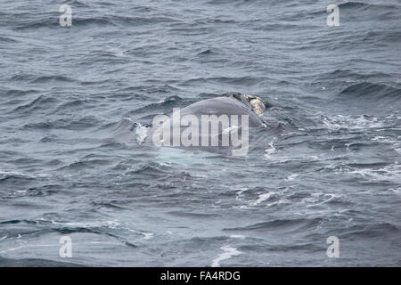 Femelle adulte, baleine franche australe, Eubalaena australis, surfaçage, mer de Weddell, l'Antarctique Banque D'Images