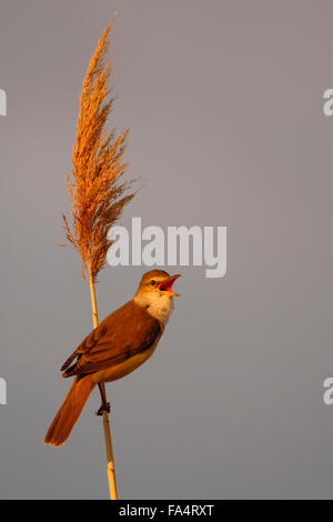 Grand Reed Warbler / Drosselrohrsaenger ( Acrocephalus arundinaceus ) perché sur reed, effectue parade nuptiale. Banque D'Images