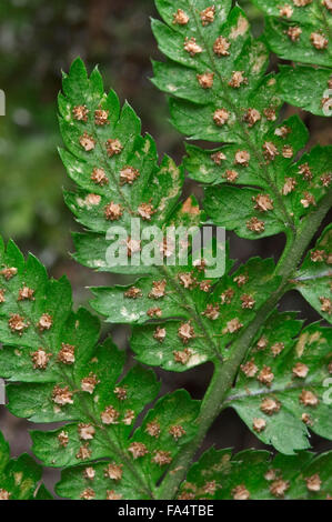 Vaste buckler fern (Dryopteris dilatata) close up de frondes montrant les sporanges / sori Banque D'Images