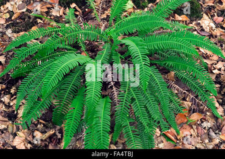 Blechnum / hard fern (Blechnum spicant) en forêt Banque D'Images