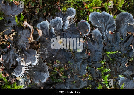 Chien (lichen Peltigera canina) croissant sur rock Banque D'Images