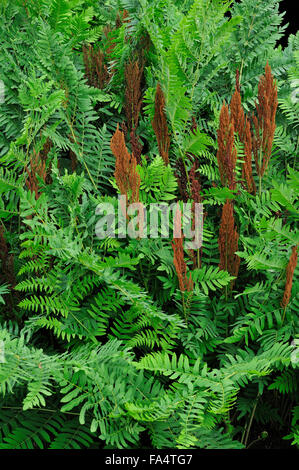 Osmonde royale (Osmunda regalis) feuilles et frondes porteuses de spores Banque D'Images