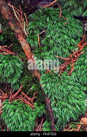 Coussin blanc / moss moss large white / pincushion moss / Leucobryum Leucobryum glaucum (MOSS) Banque D'Images