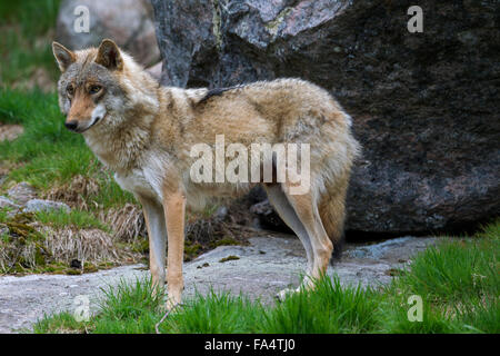 Le loup gris d'Europe (Canis lupus) en été, Hälsingland, Suède Banque D'Images