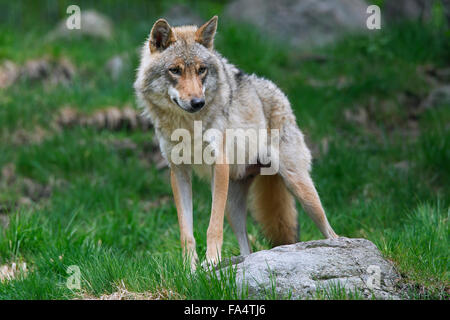 Le loup gris d'Europe (Canis lupus) en été, Hälsingland, Suède Banque D'Images