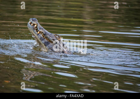 Caiman Yacare, Caiman crocodilus yacare, découvrant ses dents dans une rivière dans le Pantanal, Mato Grosso, Brésil, Amérique du Sud Banque D'Images