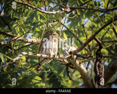 Chouette naine ferrugineux, Glaucidium Brasilianum, perché sur une branche dans un arbre dans le Pantanal, Mato Grosso, Brésil, Amérique du Sud Banque D'Images