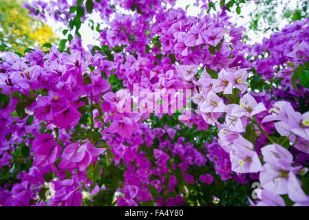 Fleurs de bougainvilliers roses Banque D'Images