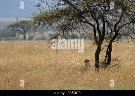 Un guépard assis en dessous d'alerte et d'acacia (Acinonyx jubatus) Banque D'Images