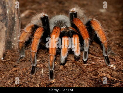 Sang mexicain-jambe Tarantula (Aphonopelma bicoloratum), alias Spider Bloodlegs Mexicain Banque D'Images