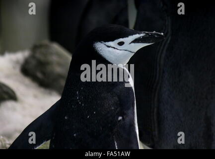 Jugulaire Penguin (Antarctique Pygoscelis antarcticus) Banque D'Images