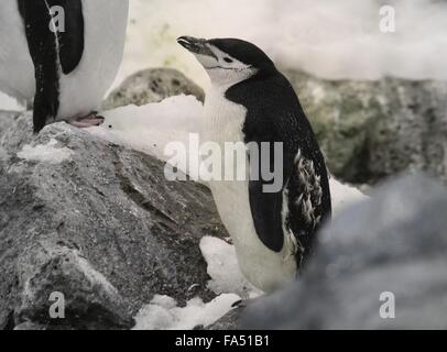 Jugulaire Penguin (Antarctique Pygoscelis antarcticus) Banque D'Images