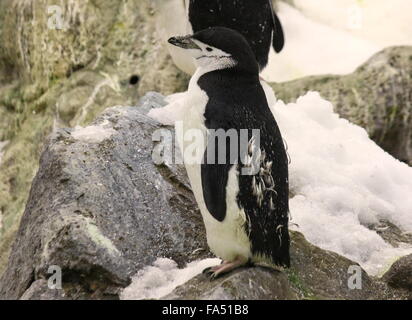 Jugulaire Penguin (Antarctique Pygoscelis antarcticus) Banque D'Images