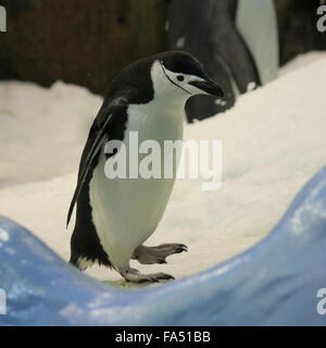 Jugulaire Penguin (Antarctique Pygoscelis antarcticus) - Zoo Loro Parque, Tenerife Banque D'Images