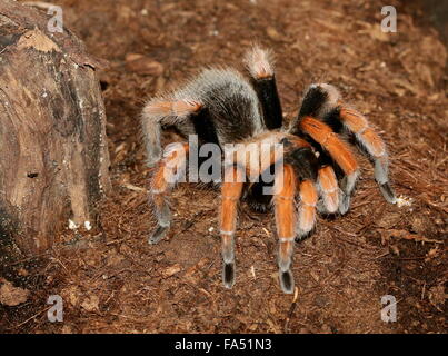 Sang mexicain-jambe Tarantula (Aphonopelma bicoloratum), alias Spider Bloodlegs Mexicain Banque D'Images