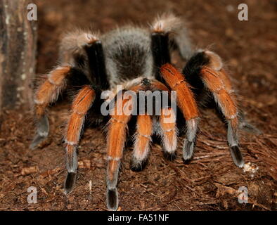 Sang mexicain-jambe Tarantula (Aphonopelma bicoloratum), alias Spider Bloodlegs Mexicain Banque D'Images