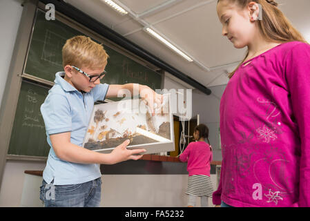 Garçon d'école montrant la vie de plancher forestier dans le meuble d'affichage, Fürstenfeldbruck, Bavière, Allemagne Banque D'Images