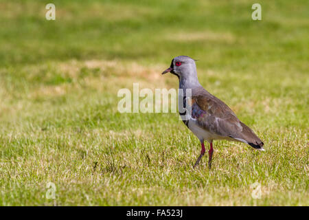 Le sud de sociable (vanellus chilensis fretensis), le sud de l'Amérique du Sud sous-espèces à Ushuaia, Tierra del Fuego, Argentina Banque D'Images