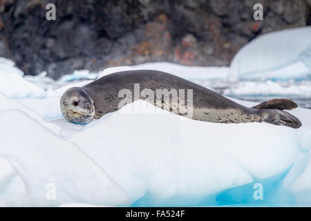 Leopard seal sur un iceberg en Antarctique à la recherche des reptiles Banque D'Images